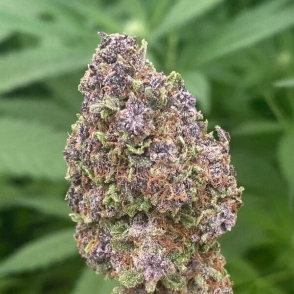 PURPLE KUSH GELATO INDOOR 13%
