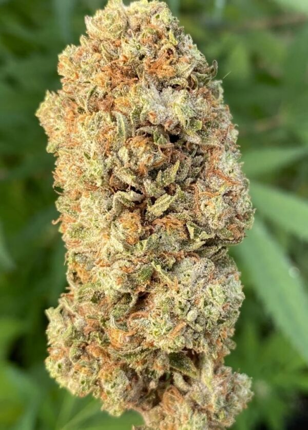 BANANA KUSH PLATINIUM CBG 16% INDOOR
